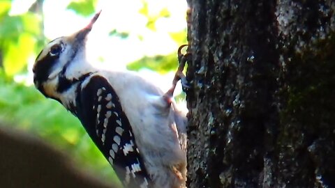 Woodpecker