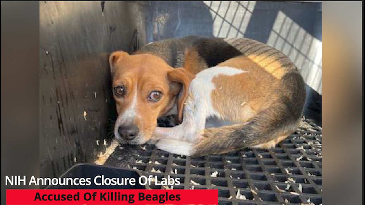 NIH Closing Animal Experiment Lab Accused Of Killing Thousands Of Beagles