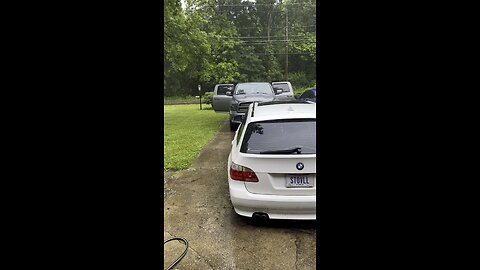 Dogs hate rain