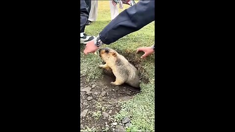 Marmot Outsmarts Humans! 🐿️😂 #SmartAnimal