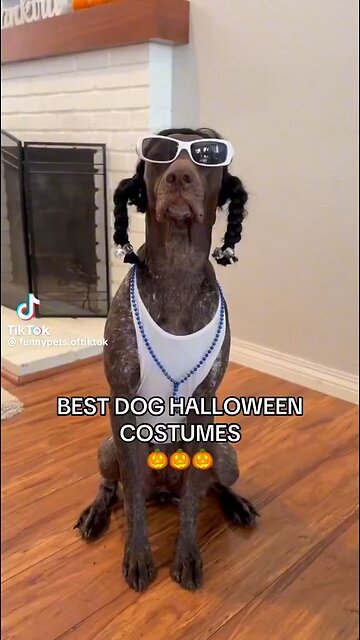 Best Dog Halloween Costumes🎃🐶😂