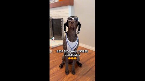 Best Dog Halloween Costumes🎃🐶😂