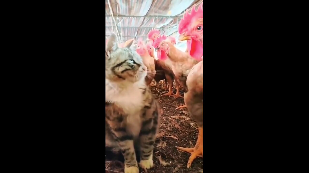 Funny Cat Clips – A Guaranteed Laugh!
