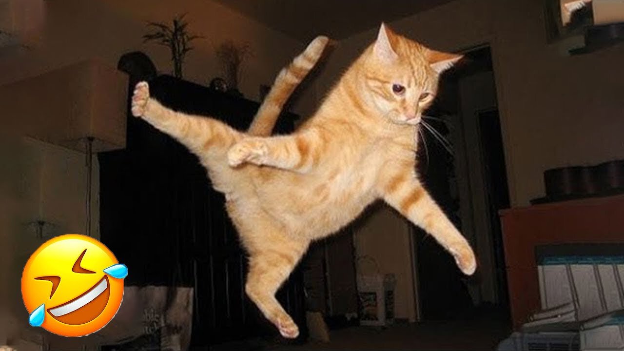 Top Hilarious Moments of Cats and Dogs in 2025! 😂 | 𝐘𝐨𝐮 𝐋𝐚𝐮𝐠𝐡 𝐘𝐨𝐮 𝐋𝐨𝐬𝐞 😍😸😹