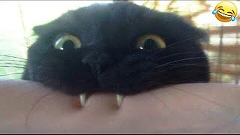 “Cute & Funny Animal Moments You Need to See”