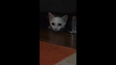 funny cats
