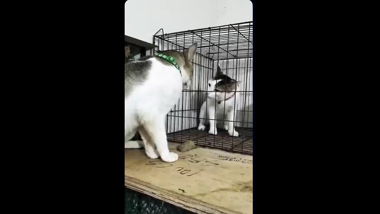 😹 Angry Cat vs Best FriCat Fight Ever | گربه خشمگین در مقابل دوستش! خندهدارترین جنگ گربهای!