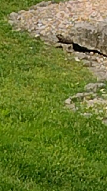 Beavis the Beaver vacations at Branson Missouri part 2 Donald Trump mentioned for no reason