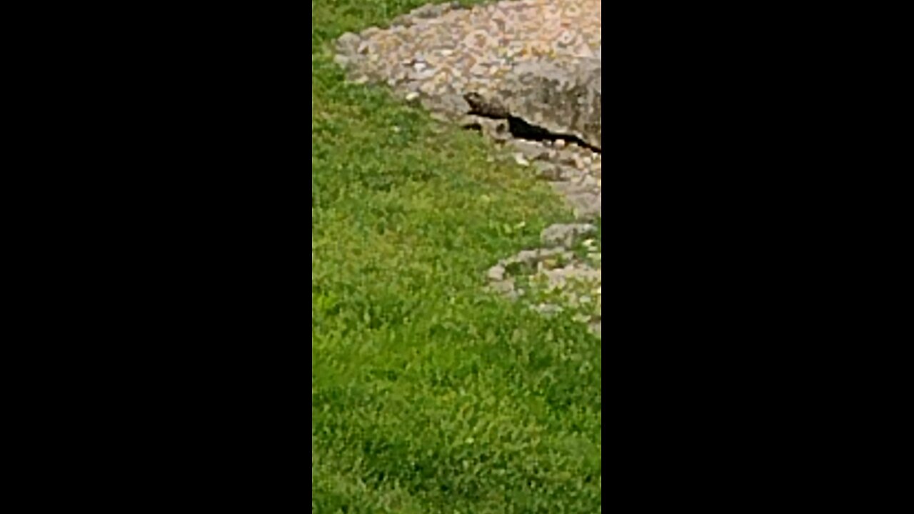 Beavis the Beaver vacations at Branson Missouri part 2 Donald Trump mentioned for no reason