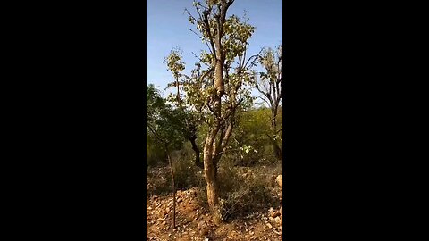 A tiger died on a tree.
