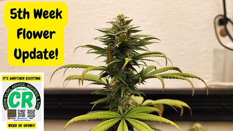 5th Week Flower Medical Cannabis Grow Update!