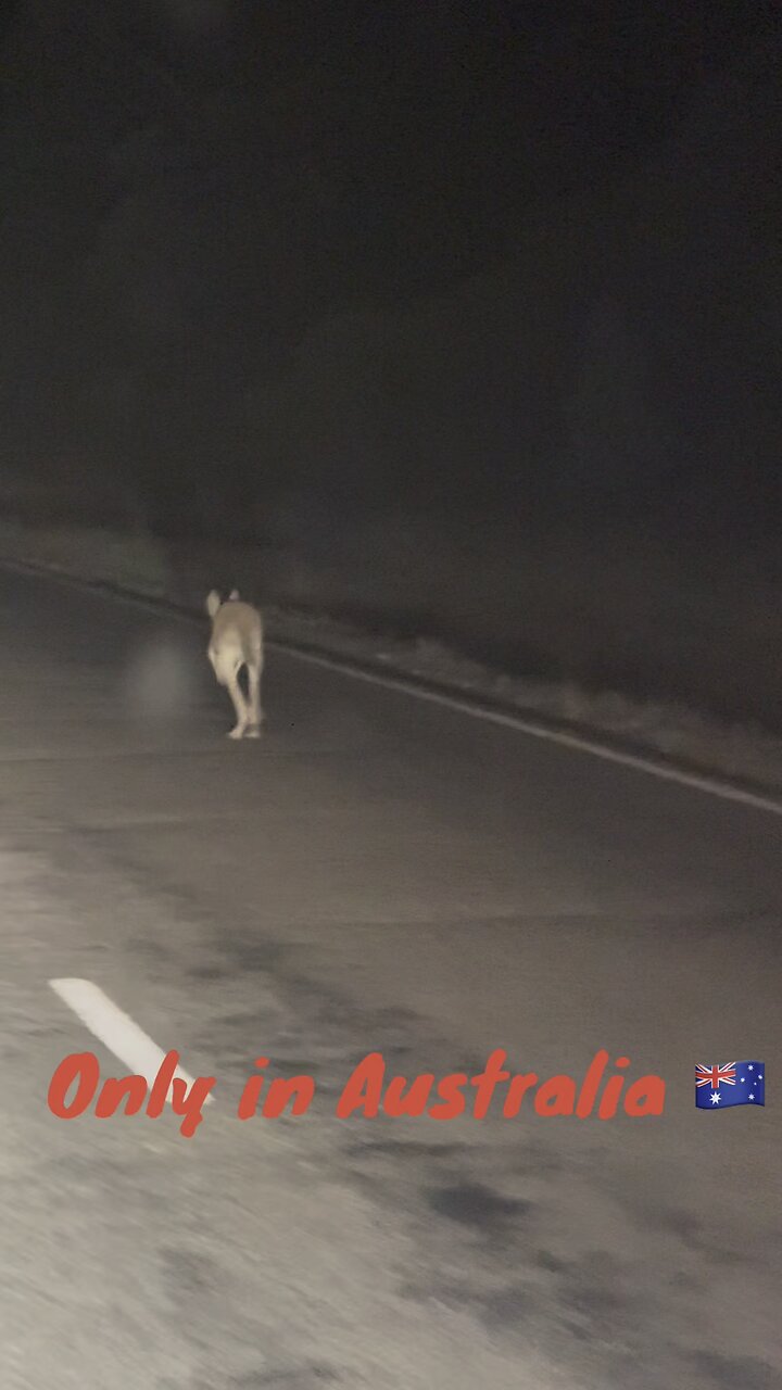 Kangaroo hopping on the road