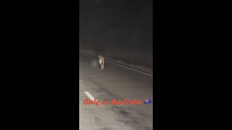 Kangaroo hopping on the road