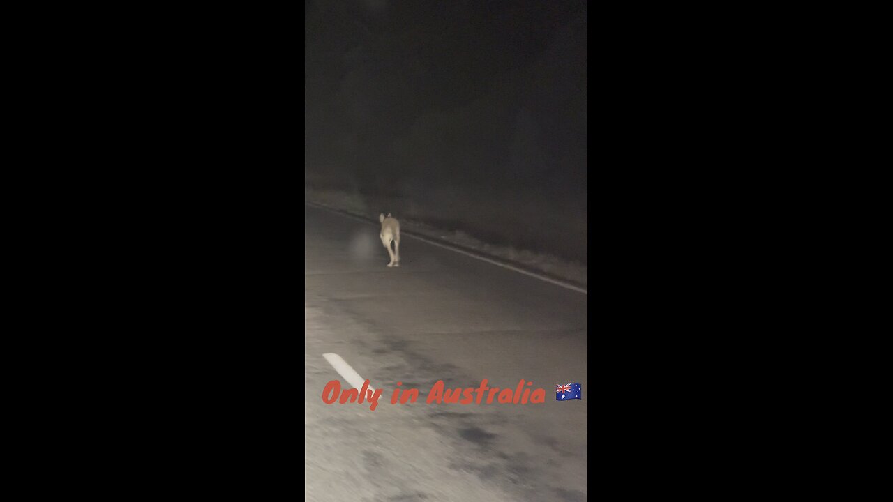 Kangaroo hopping on the road