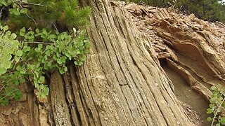 The original forest on flat earth part 12, Tree rings and Gold Mining