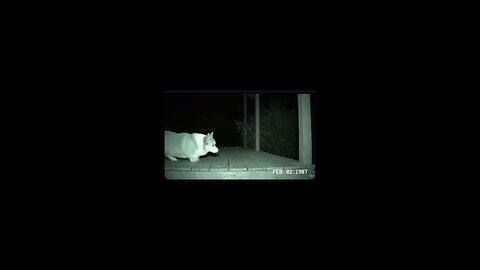 AI Animals