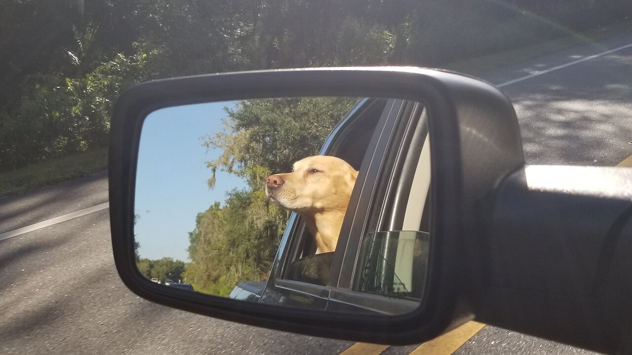 Furry Four Legged Angel