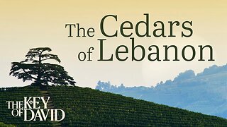 The Cedars of Lebanon