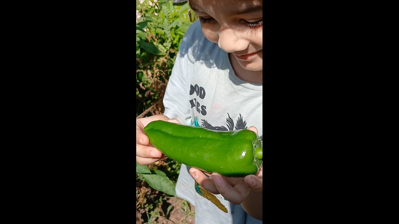 organic vegetables harvesting