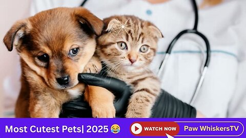 Cuteness Overload | Pets Edition 🐶🐱