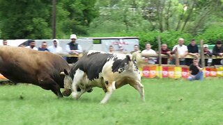Ris od Meše vs Ferari od Ahmića Ilijaš 2025