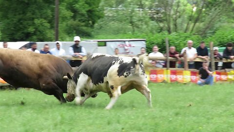 Ris od Meše vs Ferari od Ahmića Ilijaš 2025