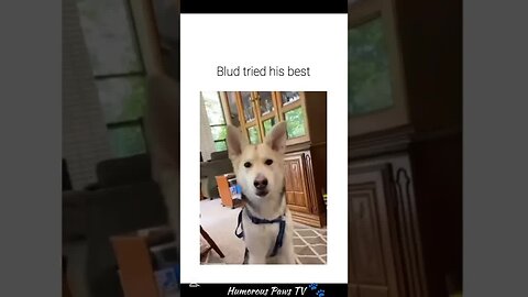 Pets That Took Silly to a Whole New Level!