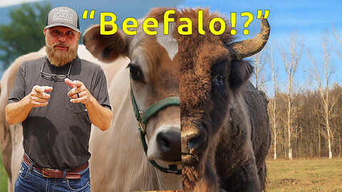 What is Beefalo?!