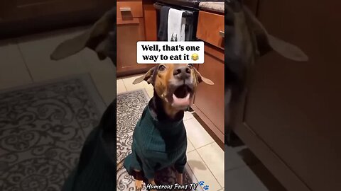 Pets That Took Comedy to Another Level!