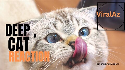 Amazing Cat Reaction to watch out for | you will love it