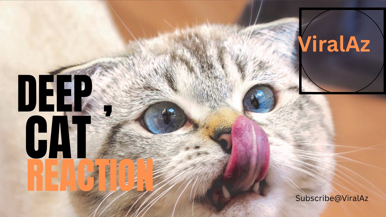 Amazing Cat Reaction to watch out for | you will love it