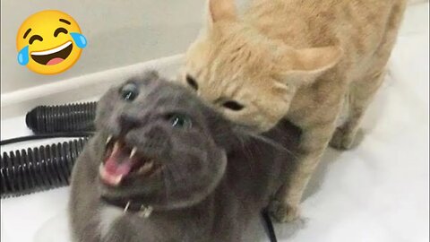 Funny Dogs And Cats Videos 2024 😅- Best Funnies Animal Video Part33