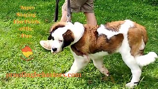 Aspen Shaping 5 Points of the Paw Exercise