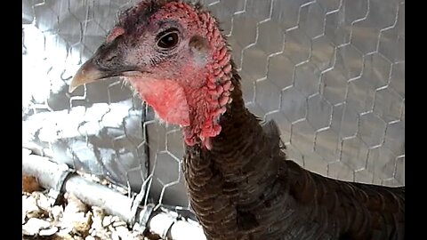 Flock It Farm: Happy Thanksgiving