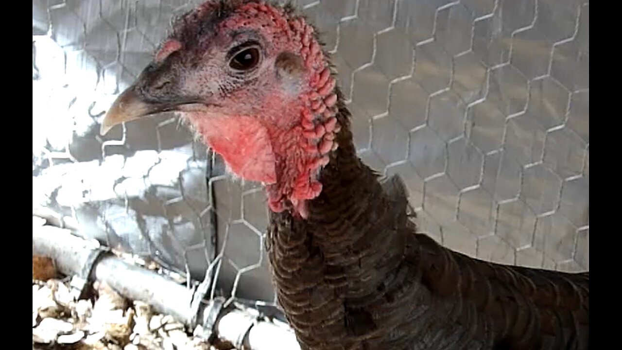 Flock It Farm: Happy Thanksgiving