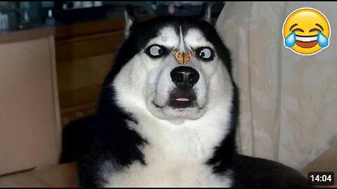 Funny Animals 2025 😹🐾 | Cats, Dogs & More in Epic Fails!