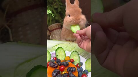 The little rabbit eats a fruit feast and is cute. Rabbit’s cute pet debut plan