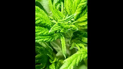 Gorilla Cookies week 2 day 6