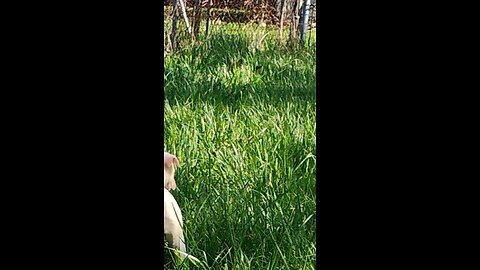 Lily Bell looks for her brothers
