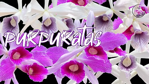 Cattleya purpurata EXTRAVAGANZA 😱🤪🥊 Fragrance Profiles for these Magnificent Orchids #ninjaorchids
