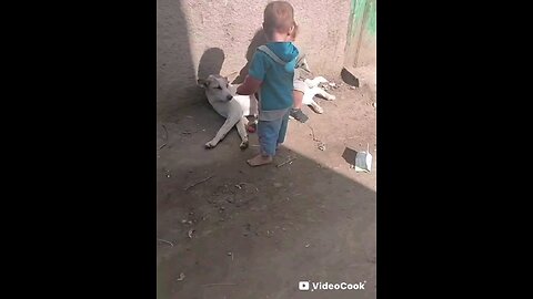 लवली विडिओ