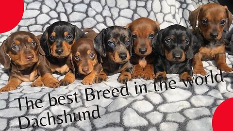 The Best Dog of the world Dachshund , Sausage puppies dog Video _Sausage Miniature dog Video
