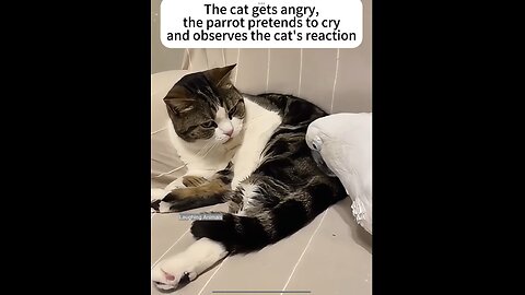 Parrot pretends to FAKE Cry once cat gets mad!