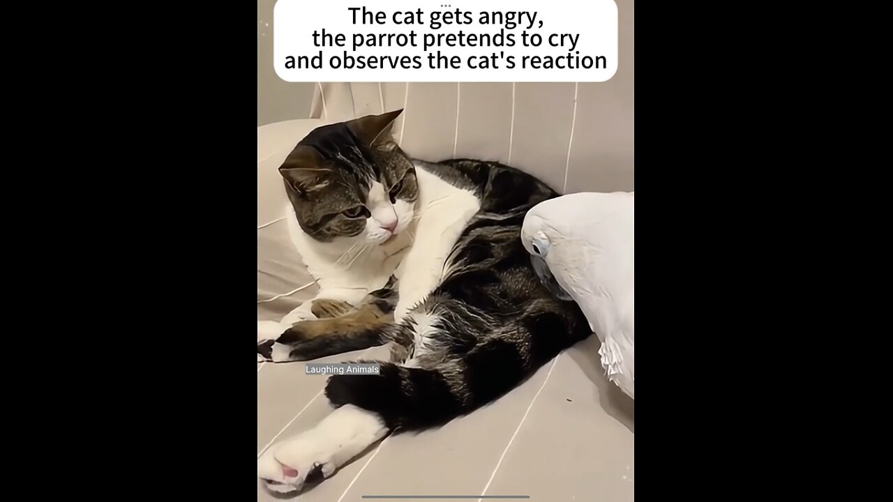 Parrot pretends to FAKE Cry once cat gets mad!