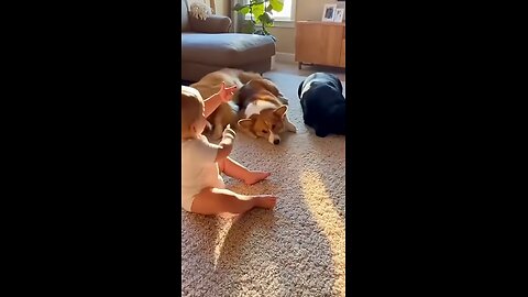 Baby's Bang Leaves Dogs Belly Up. One Baby, Three Dramatic Dogs🐾Episode 0