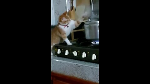 silly cat behavior 😹😂🤣