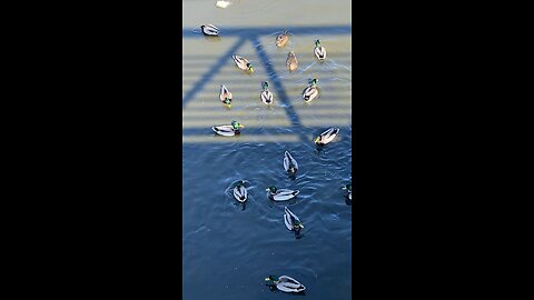 Mallard Ducks 🦆 #mallardducks #shorts #followme #trending #viral #ducks