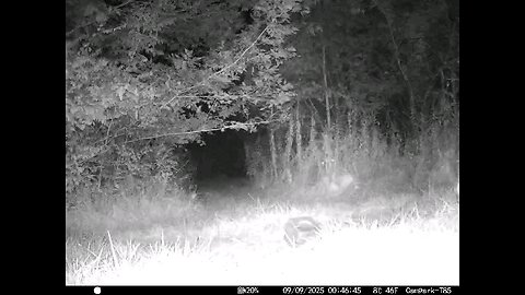 Deer Cam 09 09 2025 Doe Game Cam Trail Cam