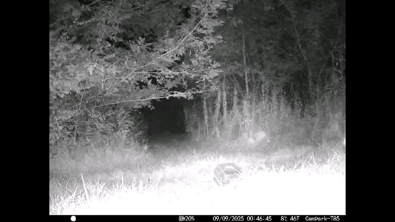 Deer Cam 09 09 2025 Doe Game Cam Trail Cam