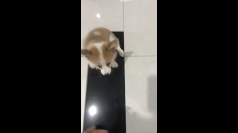 Meet Tô – The Cutest Corgi with the Biggest Personality!